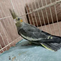 جوجه عروس هلندی