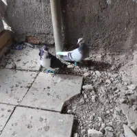 کفتر پلاس دم گیر