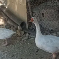 یک جفت غاز نر و ماده سفید