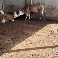 تلیسه های سوپر چاق سیمینتال