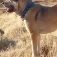 سگ سرابی پژدر یک یک درکردستان