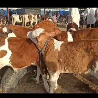 ارسال به نقاط کشور