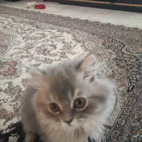 گربه اسکاتیش بریتیش دو ماهه وپرشین سوپر فلت