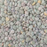فروش عدس محلی