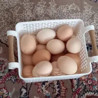 تخم مرغ