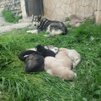 فروش توله سگ هاسکی