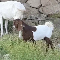 بز . بزغاله. میش بره