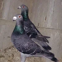 هشتاد عدد کبوتر درجه یک