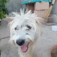 سگ پاکوتاه