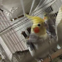 عروس هلندی نر بالغ