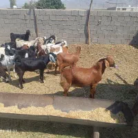 کهره نر