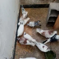 کفتر تهرانی وه دو عدد طوق