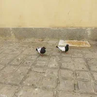 کله دم سیاه با اصالت