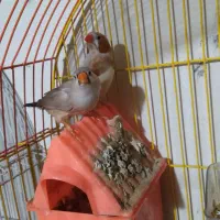 فنچ سه جفت یک جفت کینگ دو جفت زبرا