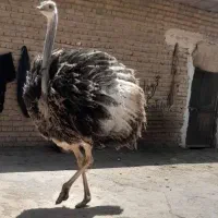 فروش شترمرغ