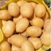 سیب زمینی بذری آگریا کلاس A