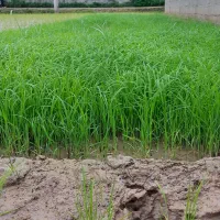 توم برنج هاشمی دستی