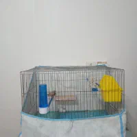 فنچ جفت نر وماده آماده تخم گذاری