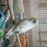 مرغ عشق ماده البینو