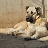 سگ سرابی