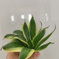 قلمه گل