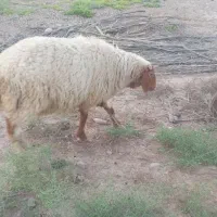 گوسفند نر