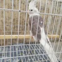عروس هلندی آلبینو دوکت نر