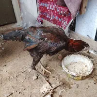 کبوتر و مرغ لاری