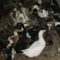 مرغ .اردک .جوجه .