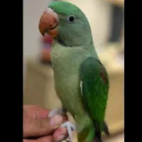 جوجه شاه طوطی