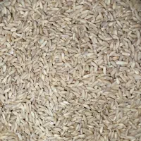 گندم بذری بش و آبی درجه یک