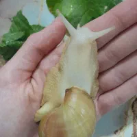 حلزون|خزنده|بم, |دیوار