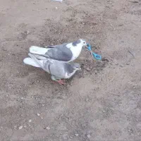 کفتر|پرنده|شهرآباد, |دیوار