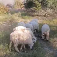 گوسفنده
