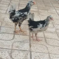 جوجه