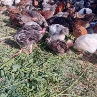 جوجه مرغ محلی یک روزه نیمچه