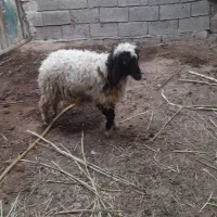 ۲عدد بره نر