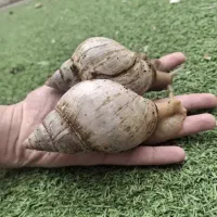 یک جفت حلزون بزرگ سوپر مولد