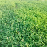 علف یونجه 20 بازه 100متری