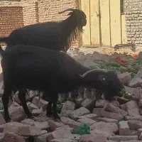 بزچاق