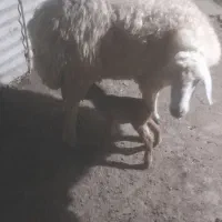 گوسفند