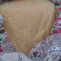 بنگل گوسفند