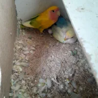 طوطی کوتوله