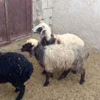 فروش بره تقلی