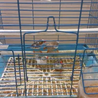 دو جفت فنچ|پرنده|قم, پردیسان|دیوار