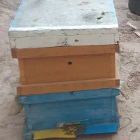 زنبور