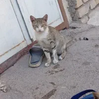 گربه گم شده شوش