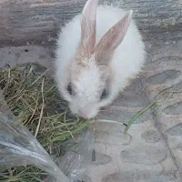 خرگوش