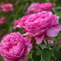 فروش گل محمدی