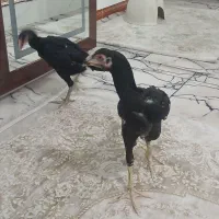 خروس لاری اصیل